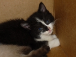 Tuxedo Kitten