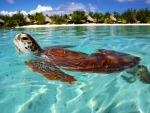 Sea Turtle Bora Bora French Polynesia