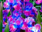 IRISES