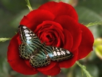 Wings on a rose