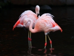 Flamingo pair