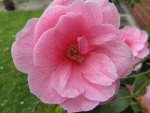 Camelia