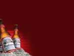 Budweiser Beer