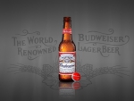Budweiser Beer