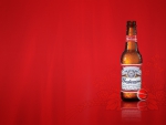 Budweiser Beer