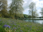 Bluebells by the Lake