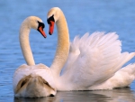 Mute swan pair