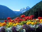 Flowers in the Mountains