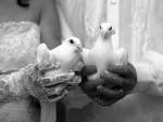LOVE DOVES