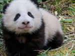 baby panda bear
