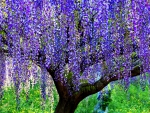 Wisteria tree