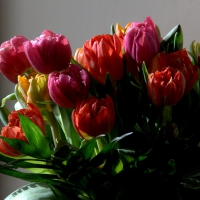 tulips