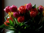 tulips
