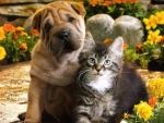 flowersâ™¥ puppyâ™¥ kitten
