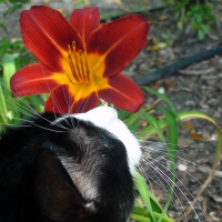Kitteh smells the roses
