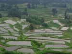 Rice Fields