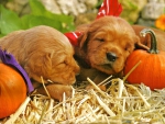 Two puppies with some pumpkins