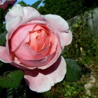 Brother Cadfael rose