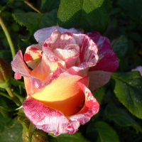 Cabana rose