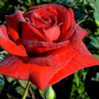 Sir Donald Bradman rose
