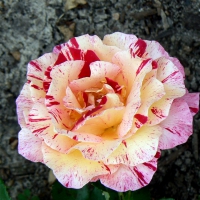 Camille Pisarro rose