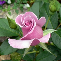 Blue River rose