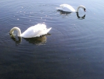 Swans feeding