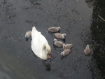 Swan family