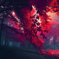 Autumn red foliage