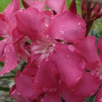 Pink Flower Dew