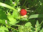 Wild Strawberry