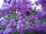lilacs