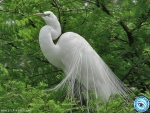 BEAUTIFUL CRANE