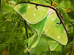 LUNA MOTH IN THE FERNS
