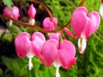 Bleeding-heart