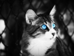 Blue eyed Cat