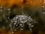 Raindrops on a Spider Net