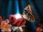 Butterfly on a Rose