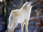 HOWLING WHITE WOLF
