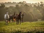 horses-in-the-wilderness