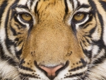 tigers face