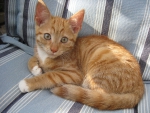 Cute ginger kitten