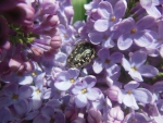 Bug on Lilac