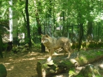 Wolf in Zoo