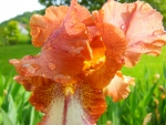 Orange Iris