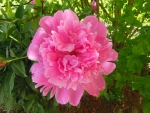 Peony