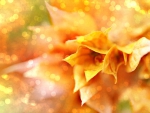 BOKEH FLOWERS
