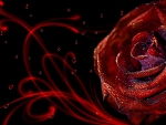 PASSION OF A ROSE