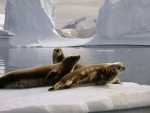 ~Seals @ North Pole~