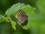 Speckled Wood
